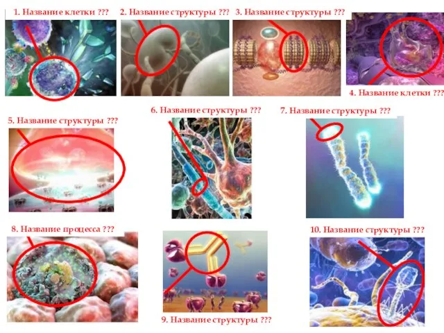 1. Название клетки ??? 2. Название структуры ??? 3. Название структуры ???