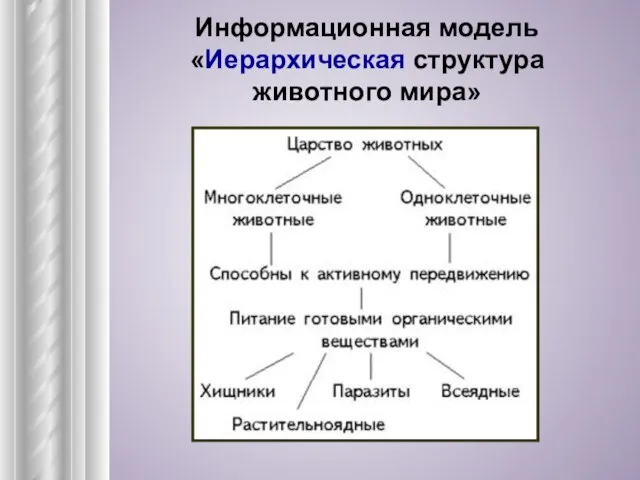 Информационная модель «Иерархическая структура животного мира»