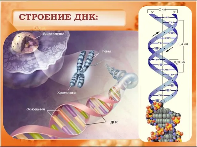 СТРОЕНИЕ ДНК: