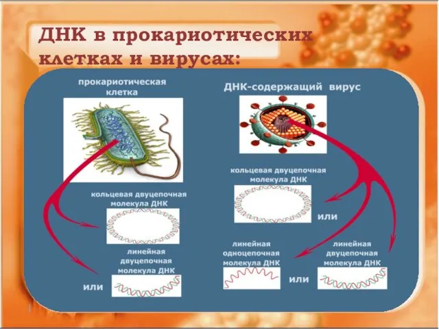 ДНК в прокариотических клетках и вирусах:
