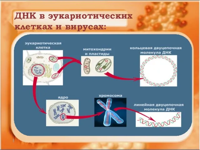 ДНК в эукариотических клетках и вирусах: