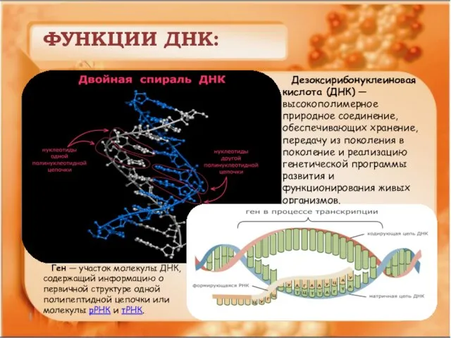 ФУНКЦИИ ДНК: Дезоксирибонуклеиновая кислота (ДНК) — высокополимерное природное соединение, обеспечивающих хранение, передачу