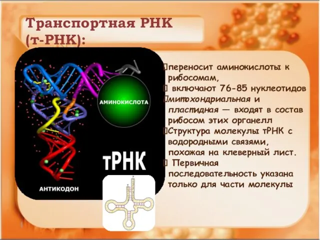 Транспортная РНК (т-РНК): переносит аминокислоты к рибосомам, включают 76-85 нуклеотидов митохондриальная и