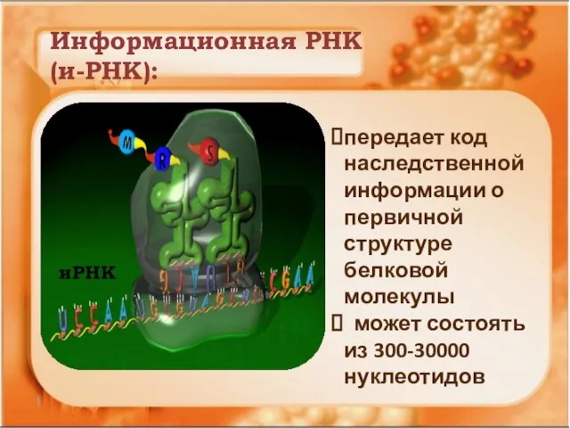 Информационная РНК (и-РНК): иРНК передает код наследственной информации о первичной структуре белковой