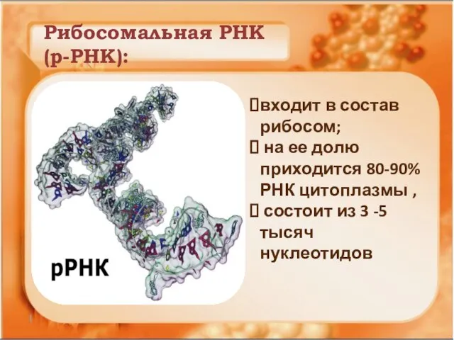 Рибосомальная РНК (р-РНК): входит в состав рибосом; на ее долю приходится 80-90%