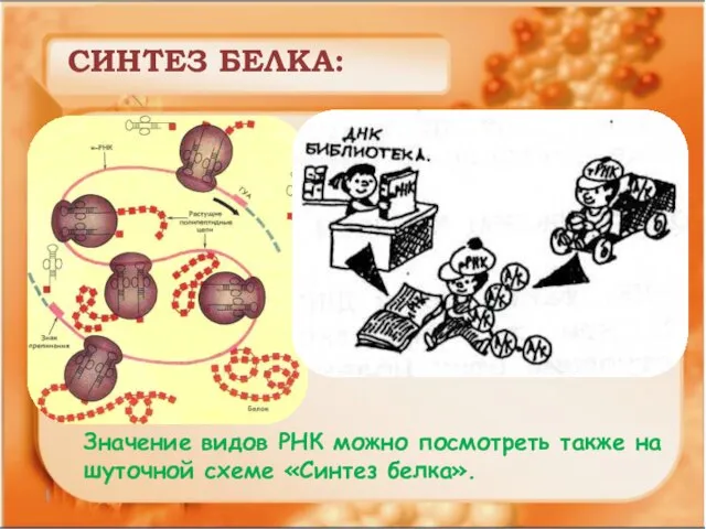 СИНТЕЗ БЕЛКА: Значение видов РНК можно посмотреть также на шуточной схеме «Синтез белка».