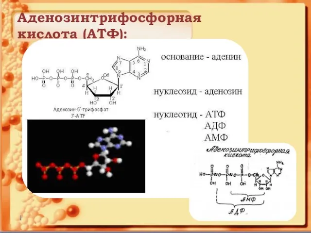 Аденозинтрифосфорная кислота (АТФ):