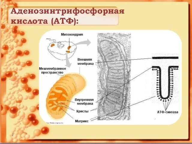 Аденозинтрифосфорная кислота (АТФ):