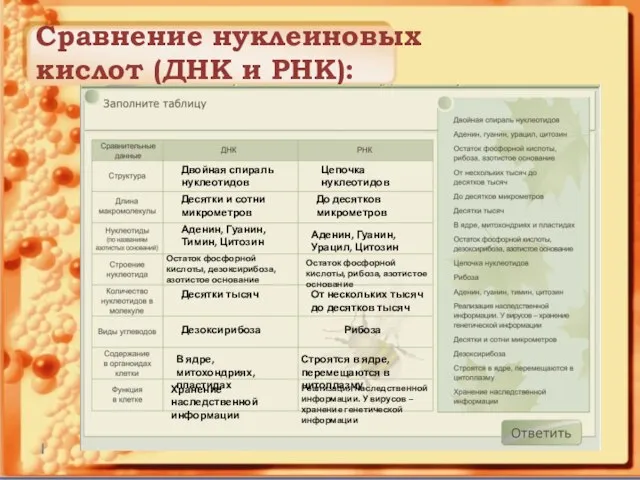 Сравнение нуклеиновых кислот (ДНК и РНК): Двойная спираль нуклеотидов Цепочка нуклеотидов Десятки