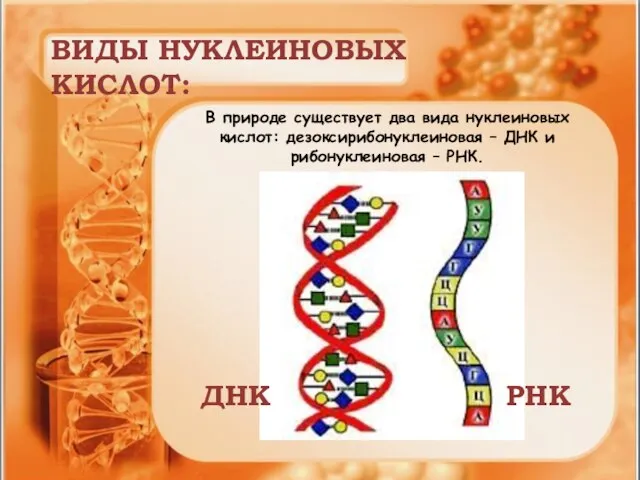 В природе существует два вида нуклеиновых кислот: дезоксирибонуклеиновая – ДНК и рибонуклеиновая