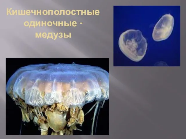 Кишечнополостные одиночные - медузы