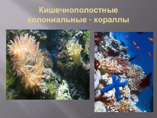 Кишечнополостные колониальные - кораллы