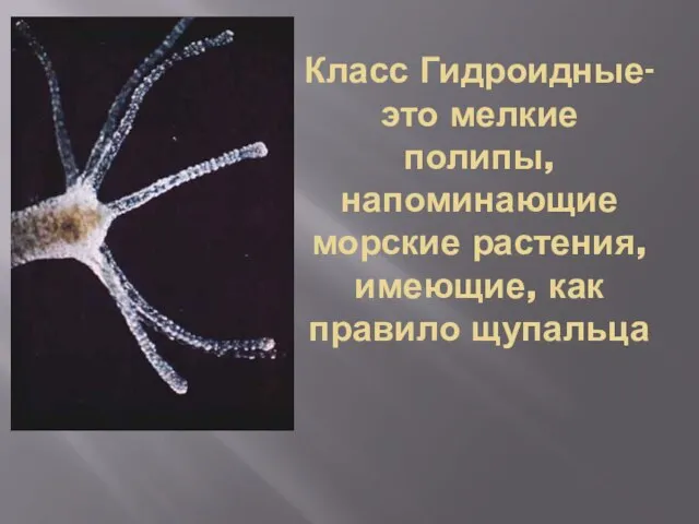 Класс Гидроидные- это мелкие полипы, напоминающие морские растения, имеющие, как правило щупальца