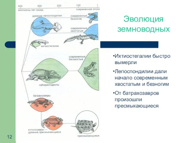 Эволюция земноводных Ихтиостегалии быстро вымерли Лепоспондилии дали начало современным хвостатым и безногим От батрахозавров произошли пресмыкающиеся