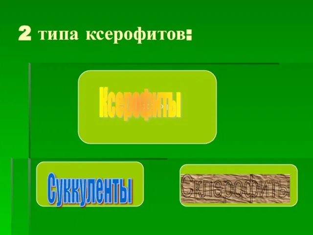 2 типа ксерофитов: Ксерофиты Суккуленты Склерофиты Ксерофиты Суккуленты Склерофиты