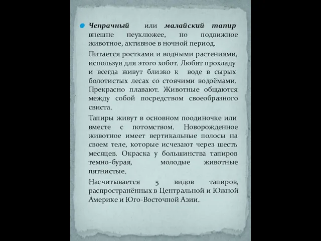 Чепрачный или малайский тапир внешне неуклюжее, но подвижное животное, активное в ночной