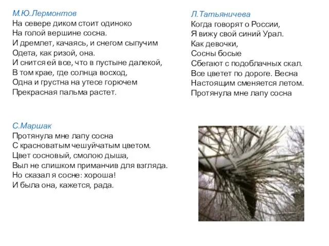 М.Ю.Лермонтов На севере диком стоит одиноко На голой вершине сосна. И дремлет,