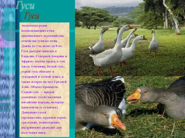 Гуси несколько родов водоплавающих птиц одноименного подсемейства семейства утиных птиц. Длина до