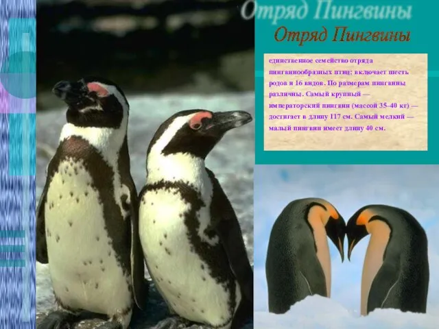 Отряд Пингвины единственное семейство отряда пингвинообразных птиц; включает шесть родов и 16