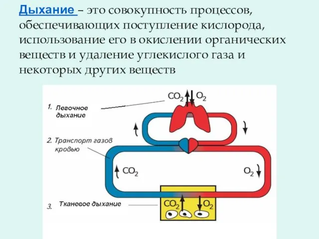 Дыхание – это совокупность процессов, обеспечивающих поступление кислорода, использование его в окислении