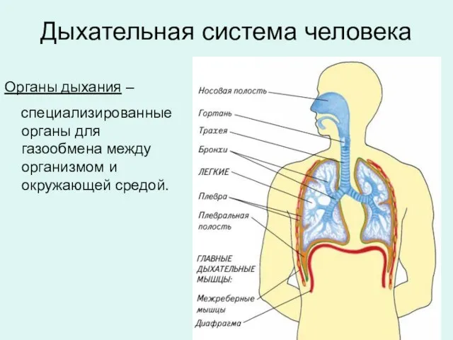 Дыхательная система человека Органы дыхания – специализированные органы для газообмена между организмом и окружающей средой.