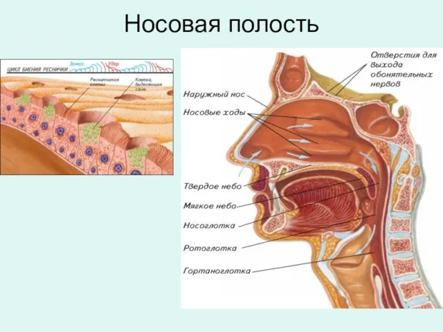 Носовая полость