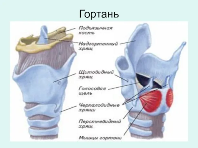 Гортань