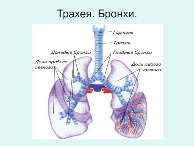 Трахея. Бронхи.