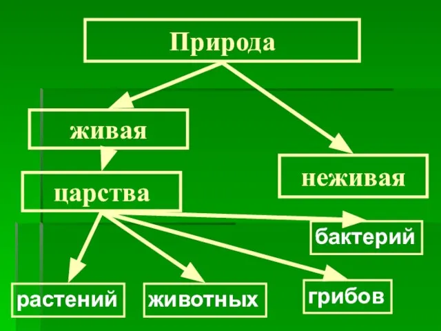 живая неживая Природа царства растений животных грибов бактерий