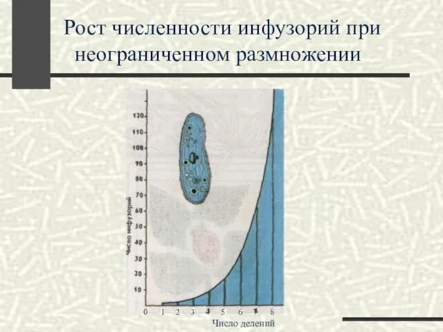 0 1 2 3 4 5 6 7 8 Число делений Рост