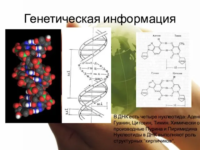 Генетическая информация В ДНК есть четыре нуклеотида: Аденин, Гуанин, Цитозин, Тимин. Химически