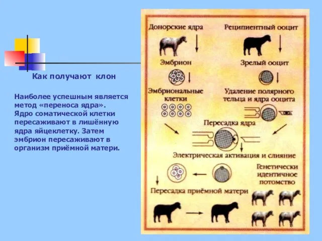 Наиболее успешным является метод «переноса ядра». Ядро соматической клетки пересаживают в лишённую