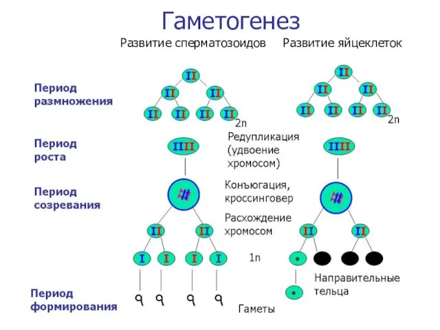 Гаметогенез Развитие сперматозоидов Развитие яйцеклеток