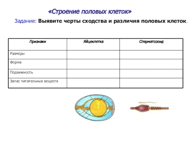 «Строение половых клеток» Задание: Выявите черты сходства и различия половых клеток.