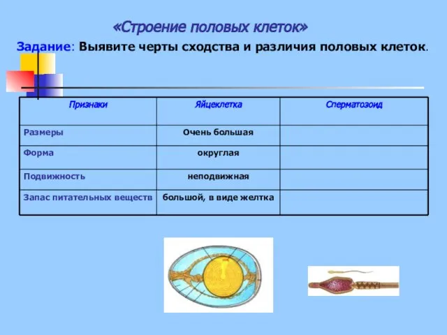 «Строение половых клеток» Задание: Выявите черты сходства и различия половых клеток.