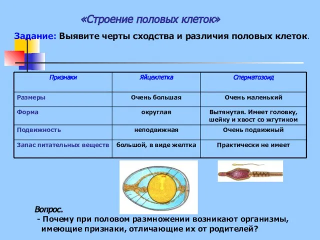 «Строение половых клеток» Задание: Выявите черты сходства и различия половых клеток. Вопрос.