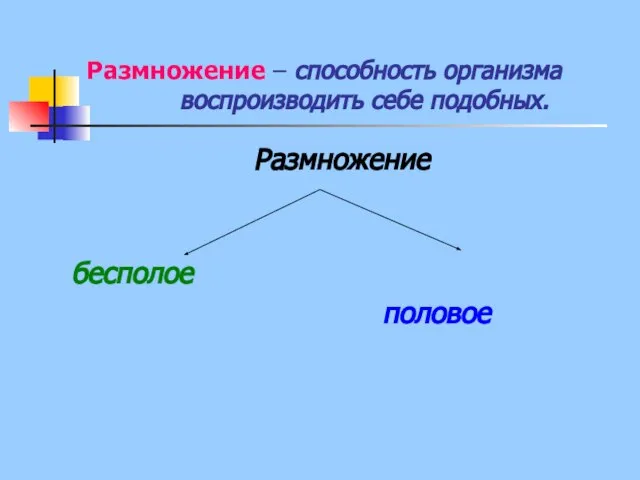 Размножение – способность организма воспроизводить себе подобных. Размножение бесполое половое