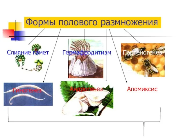 Формы полового размножения Гиногенез Гермафродитизм Партеногенез Слияние гамет Андрогенез Апомиксис