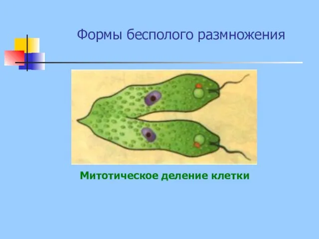 Формы бесполого размножения Митотическое деление клетки