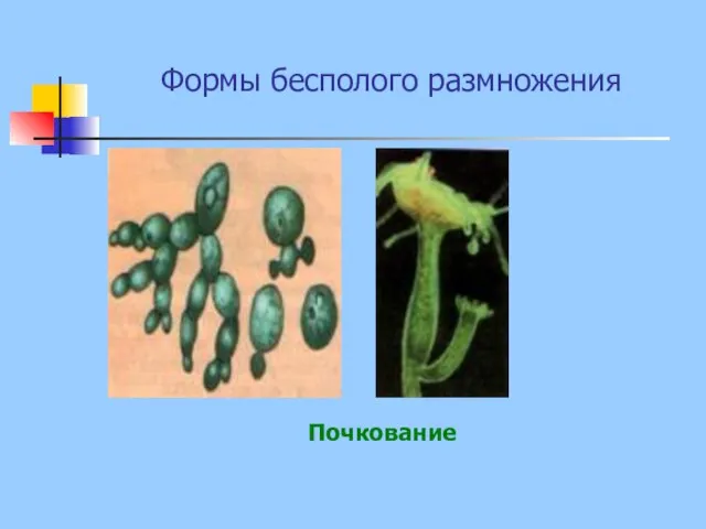 Формы бесполого размножения Почкование