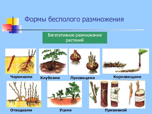 Формы бесполого размножения Вегетативное размножение растений Отводками Черенками Клубнями Луковицами Усами Прививкой Корневищами