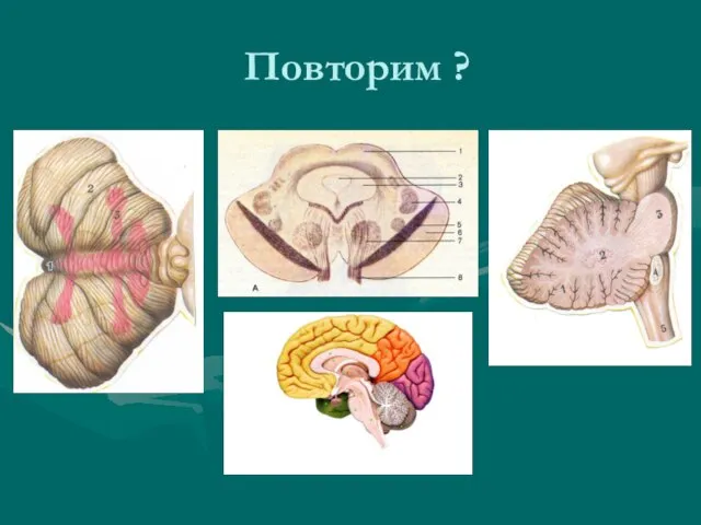 Повторим ?