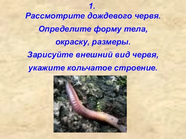 1. Рассмотрите дождевого червя. Определите форму тела, окраску, размеры. Зарисуйте внешний вид червя, укажите кольчатое строение.