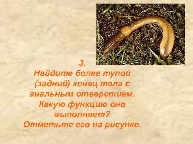 3. Найдите более тупой (задний) конец тела с анальным отверстием. Какую функцию