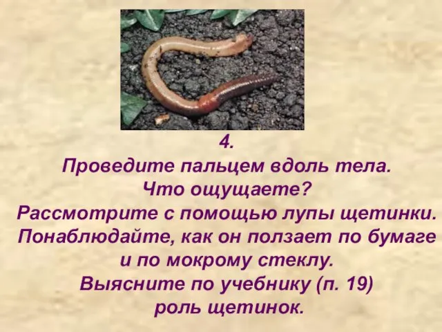 4. Проведите пальцем вдоль тела. Что ощущаете? Рассмотрите с помощью лупы щетинки.