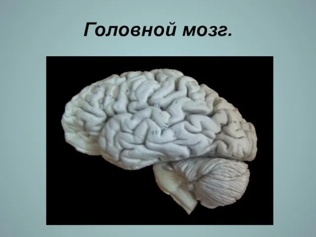 Головной мозг.