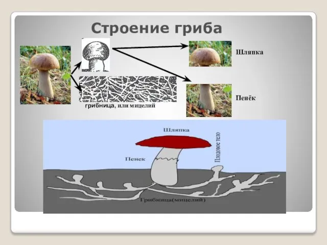 Строение гриба грибница, или мицелий Шляпка Пенёк