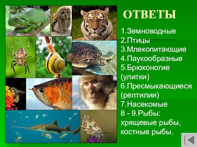 ОТВЕТЫ 1.Земноводные 2.Птицы 3.Млекопитающие 4.Паукообразные 5.Брюхоногие (улитки) 6.Пресмыкающиеся (рептилии) 7.Насекомые 8 -