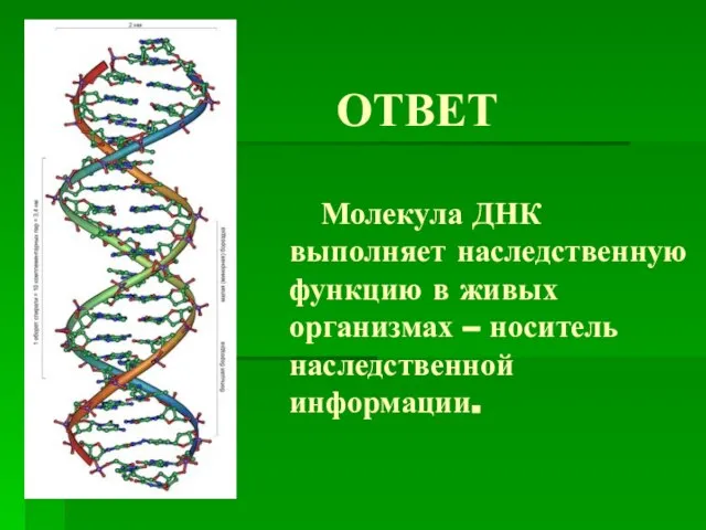 ОТВЕТ Молекула ДНК выполняет наследственную функцию в живых организмах – носитель наследственной информации.