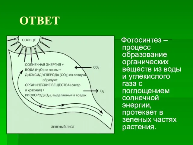 ОТВЕТ Фотосинтез – процесс образование органических веществ из воды и углекислого газа